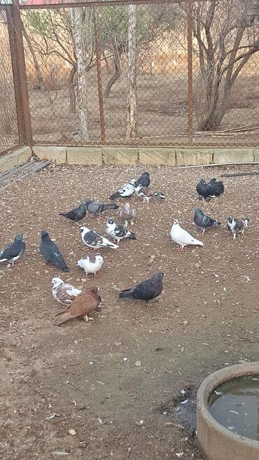 scottish fold qiymeti: Satılır — 4