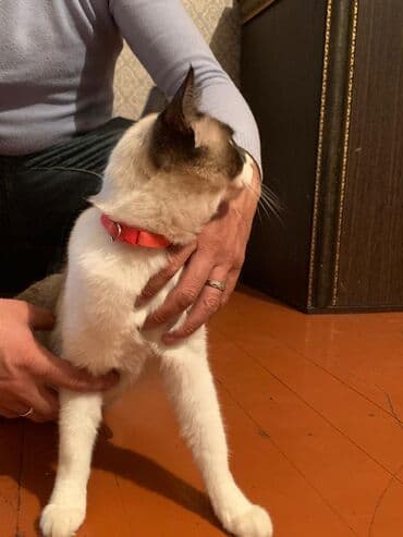 pişik yarım tip: Yaxşı əllərə — 4