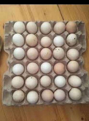 inek qiymetleri: Kənd yumurtası təmiz mayalı 80 85 faiz çıxış 26 qəpik kim istəsə zakaz — 1