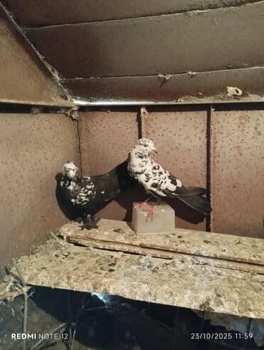 доска объявлений птицы: Tam sağlam 10 quş,tək tək ayrı qiymət real alıcıya endirimdə olacaq — 6