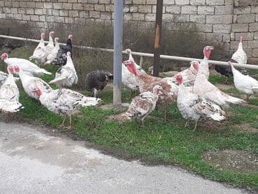 qus tutulma: Salam Hinduşkalar diri çəkisi --- erkəklər 12 manat, Dişilər 15 manat — 2