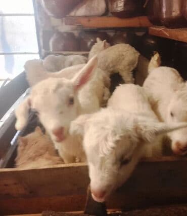 naxcivan heyvan elanlari: Keçi, çəpiş — 1