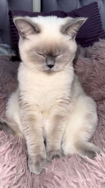 Digər heyvanlar: Britan — 2