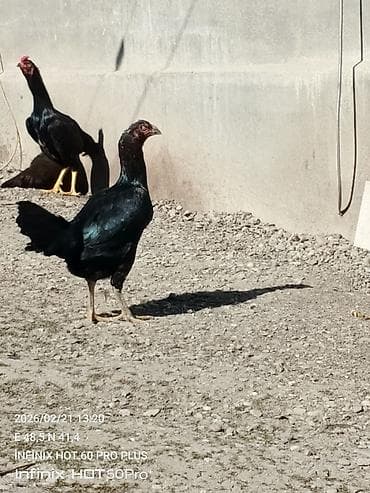 balaca boyumeyen itler: Toyuq, Damazlıq — 2