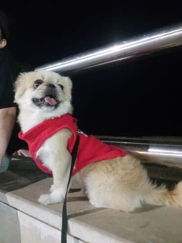 sirin it: Pekines, 3 il, Erkek — 5