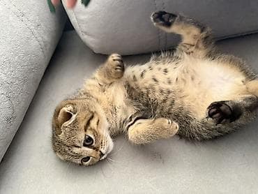 Heyvanlar üçün mallar: Şotland yastı qulaq — 5