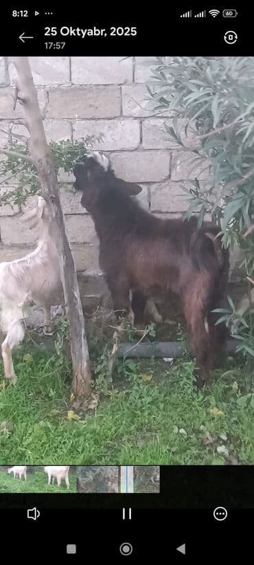 sort keciler: Məhsul: Qoyun-keçi təsərrüfatı üçün keçilər Təsvir: - Şəkillərdə 3 — 8