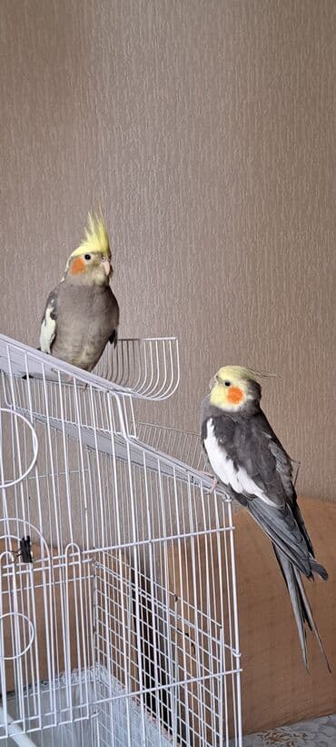 alabaxta quşu: Nimfa papuqayları (cockatiel) — 2 ədəd - Rəng: boz-ağ lələklər, sarı — 1