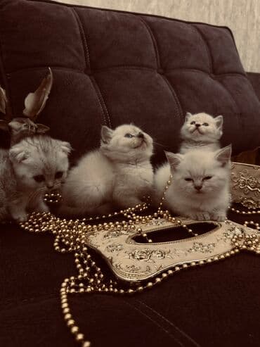 xamyak yuvası: Şinşilla, Erkək, Dişi — 12