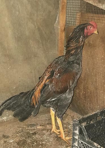 cins it: Salam, Heyratı kül beçə satılır. Cinsi brazil, 7 aylıqdır. Təzə bana — 5