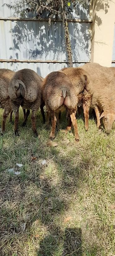 qus satisi: Əmliy kok quzular satilir 8 ededdi kime maraqlidisa əlaqə saxlasin — 1