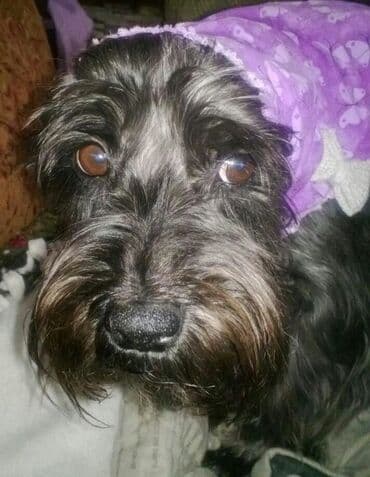 mini pudel: Pudel, 2 il, Dişi, Peyvəndli, Ünvandan götürmə — 4