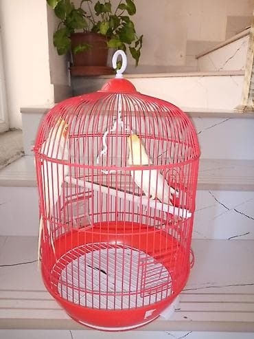 pitbull iti satilir: Qırmızi göz korella cüttü tam ruçnoy əl quşu Real alici zeng elesn — 1