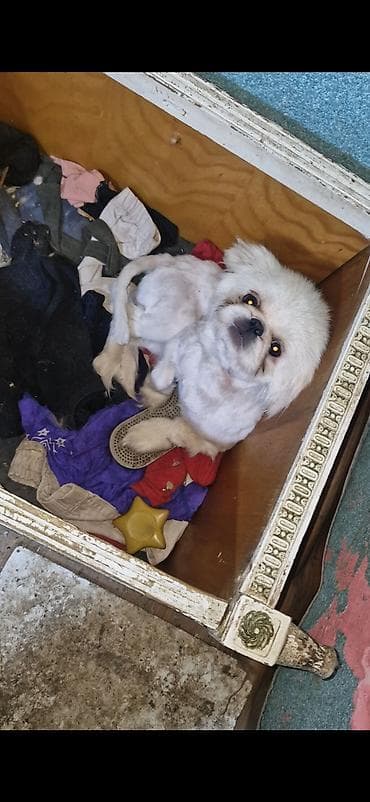 inek od dasi: Pekines — 2