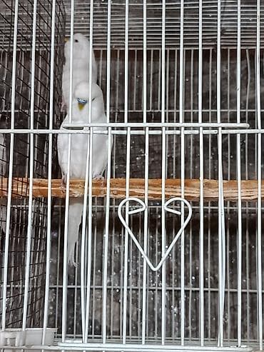 pers pisiyi satilir: 1 cüt tutuquşu satılır. İri quşlardır.Bir yaşları var.Yeni cütə — 2