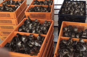 sabunçu toyuq bazarı: Erkək, Amerika, Ətlik, Ünvandan götürmə — 1