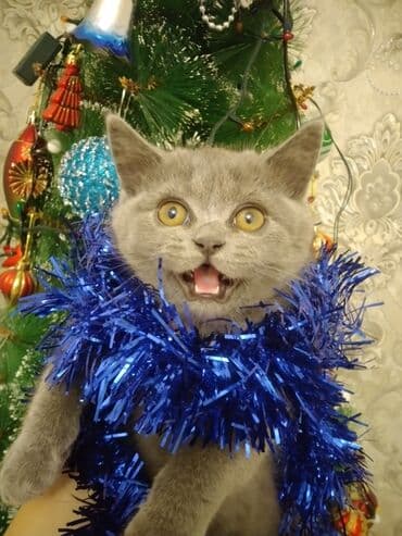 Şotland, Erkək, Yaxşı əllərə, Ödənişli çatdırılma