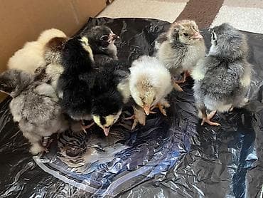 toyuq əti: Toyuq cücələri, Ətlik — 6