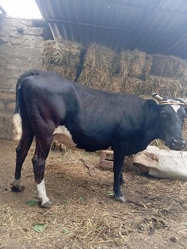 mal inək: Dişi, il: 5, Südlük, Ünvandan götürmə — 2