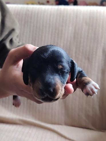 pitbul itlər: Sahibliyə verilən balaca itlər – qısayaqlı, uzun bədənli, qara-qəhvəyi — 8