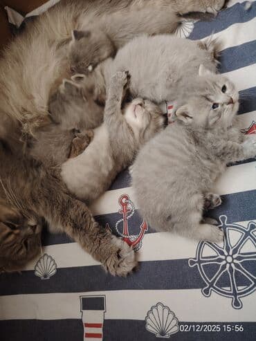 pişik çanta: Boz rəngli balaca pişiklər – yumşaq tüklü, iri qara gözlü, qısa — 10