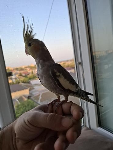 Tutuquşları: Salam. 2 ayliq karella balasi. oz qusumun balasidi. tam saglam ve — 8