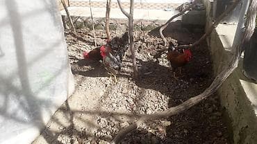 kend xoruzu: Məhsul: Xoruzlar (bir neçə baş) Təsvir: - Şəkillərdə müxtəlif rəngdə — 4