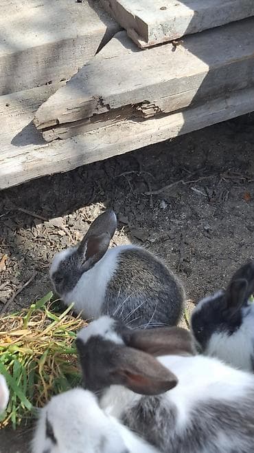 it satisi 2020: Ev dovşanı balaları – boz-ağ rəng çeşidində - Növ: Ev dovşanı — 4