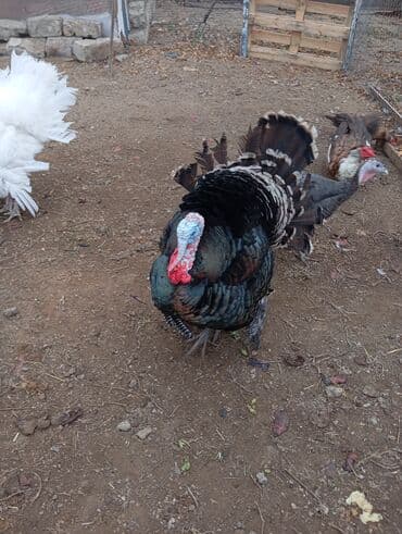 Inəklər, öküzlər: Erkək, Damazlıq — 1