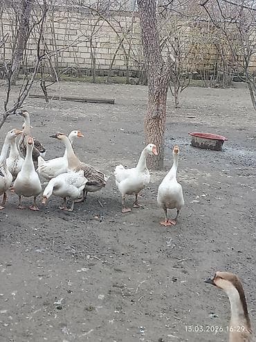 Dovşanlar: Erkək, Ətlik, Ünvandan götürmə — 3