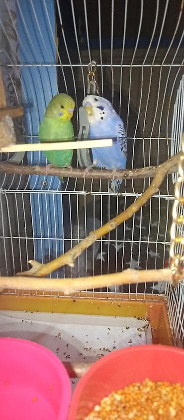 kanqal satilir: Elan 🦜 Satılır iki tutuquşu — Keşa və Kira. Keşa əl öyrəşmişdir, çox — 3