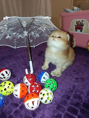 ev pişiyləri: Britan, Erkək, Yaxşı əllərə — 5