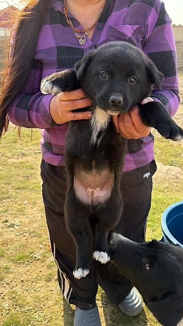 İtlər: Balaca it balaları – gözəl rəng çalarları və möhkəm bədən quruluşu — 7