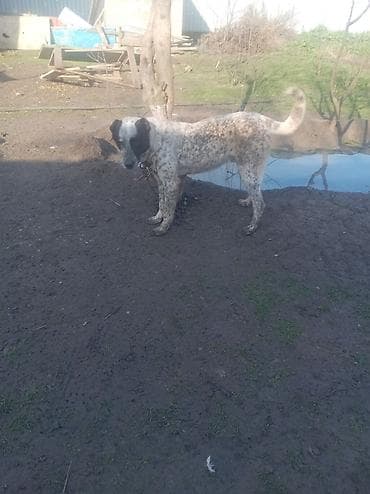 Digər heyvanlar: Qurdbasar satılır barterdə var telfonla vəya dişi itlə 7 aylığdı həyət — 2
