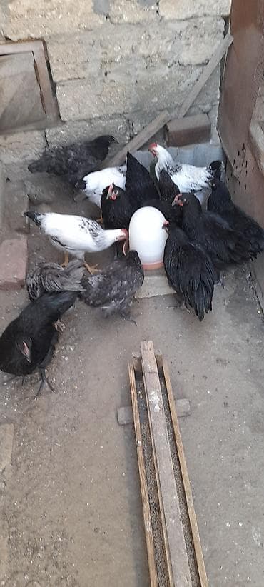 heyratı cucə: Toyuq cücələri, Damazlıq — 2
