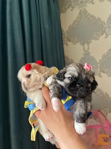 balaca it: Pekines, 1 ay, Dişi, Ünvandan götürmə — 4
