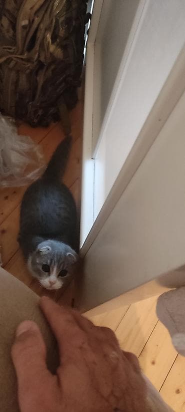 xaski ag: Şotland — 4