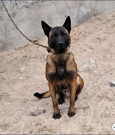 arpa bugda satisi: Salam Her kese Temiz Belçika Malinoas balalari satilir 2 side xidmeti — 2