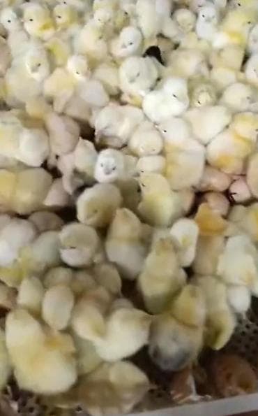 qaz cuceleri: Toyuq cücələri, Ətlik, Pulsuz çatdırılma — 3