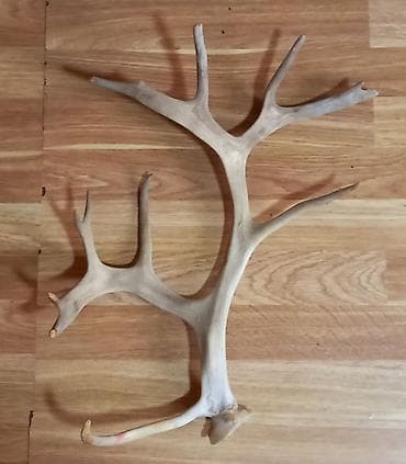 ev ewiyalari: Maral buynuzu – tək tərəf - Təbii tökülmüş maral buynuzu, iri ölçülü — 1