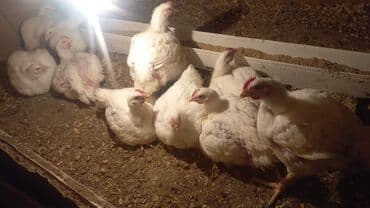 Toyuq cücələri, Ətlik