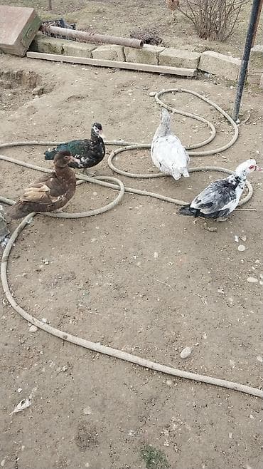 lal ördek balasi: Satılır: muskovi ördəklər (indoutka) - Növ: muskovi (sakit təbiətli — 3