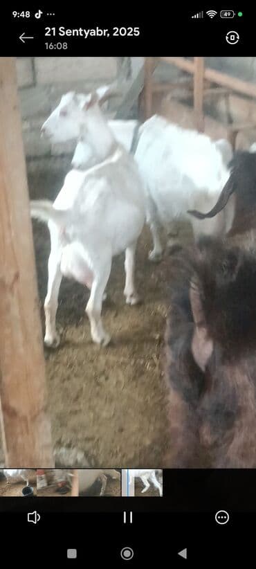 Satılır: Süd istiqamətli ağ keçilər - Şəkillərdə təsərrüfat