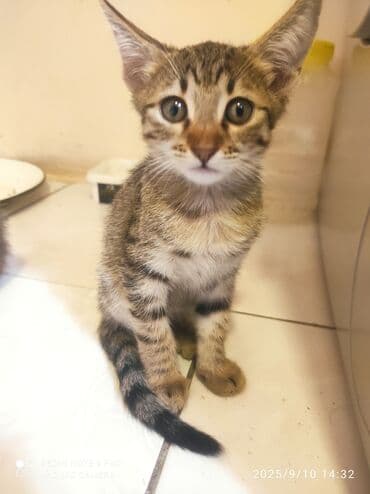 pişik şotlan: Tabbi, Yaxşı əllərə — 4