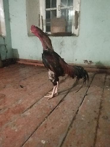 gəncə toyuq satan: Məhsul: Uzunboyun, iri cüssəli xoruz Təsvir: - Tip: Yerli döyüş/Asil — 2