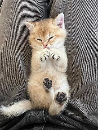 cins pişikler: Britan — 10