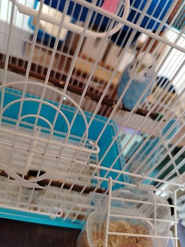 papuqay sesi: Dalğalı tutuquşu (kişi) və qəfəs dəsti - Rəng: açıq mavi-bəyaz ləkəli — 2