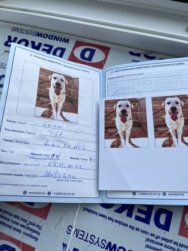 itler piknes: Labrador-retriver, 3 il, Erkek, Sənədli, Ünvandan götürmə — 5