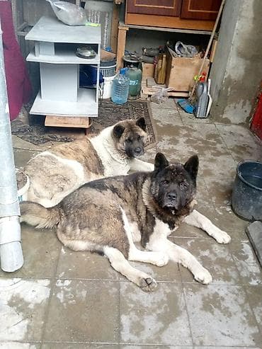 zvonok itləri: Akita-inu — 2