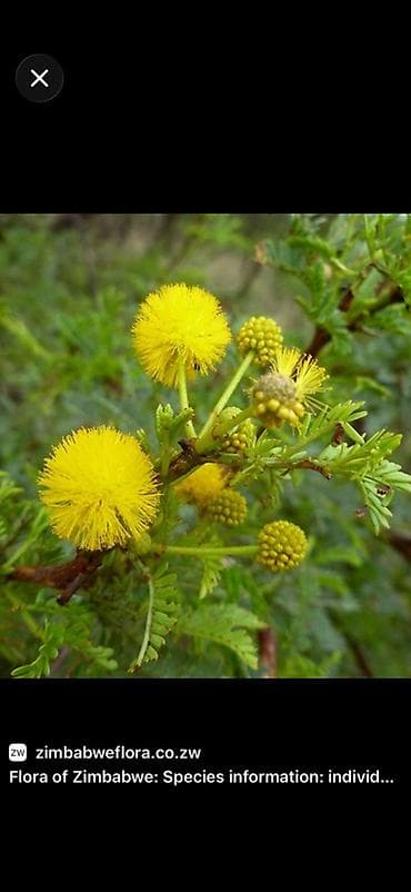 🌳 Dekorativ Karroo Akasiyası tingləri – sağlam və sürətlə böyüyən lalafo.az -da 🌳 Dekorativ Karroo Akasiyası tingləri – sağlam və sürətlə böyüyən